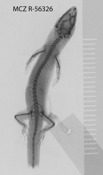 Media type: image;   Herpetology R-56326